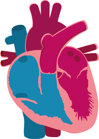 lv left ventricle